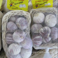 2015 High Quality Red Solo Garlic (4.5cm and up)